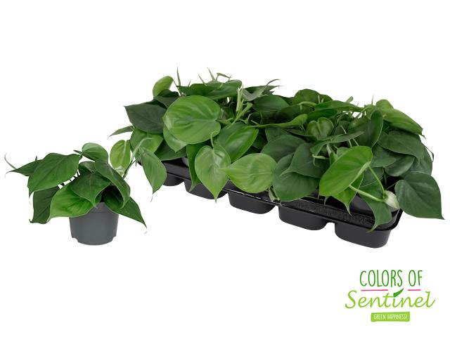 Горшечные цветы и растения оптом Philodendron Scandens от 10шт из Голландии с доставкой по России