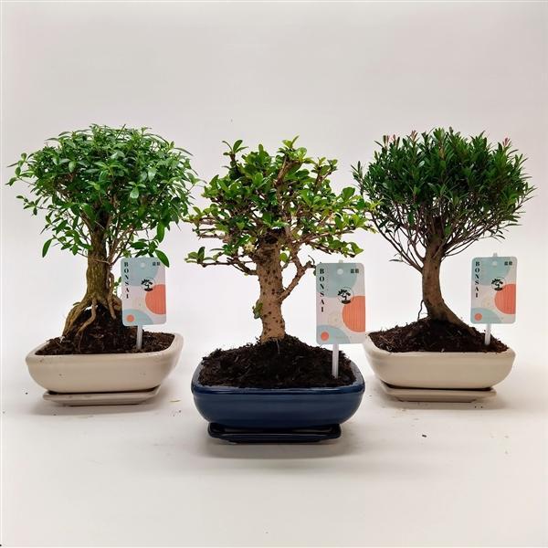Горшечные цветы и растения оптом Bonsai Mix Traditional Ball от 7шт из Голландии с доставкой по России