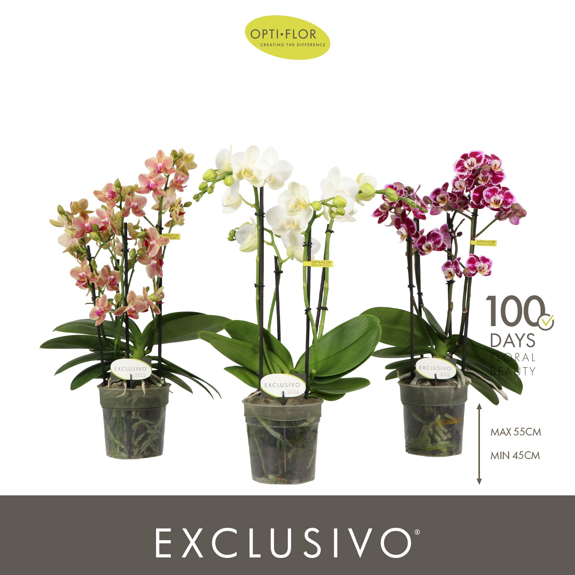 Горшечные цветы и растения оптом Phal 4st Exclusivo Mix 35+ (opti) от 6шт из Голландии с доставкой по России