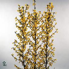 Срезанные цветы оптом Forsythia (p-bunch) от 20шт из Голландии с доставкой по России