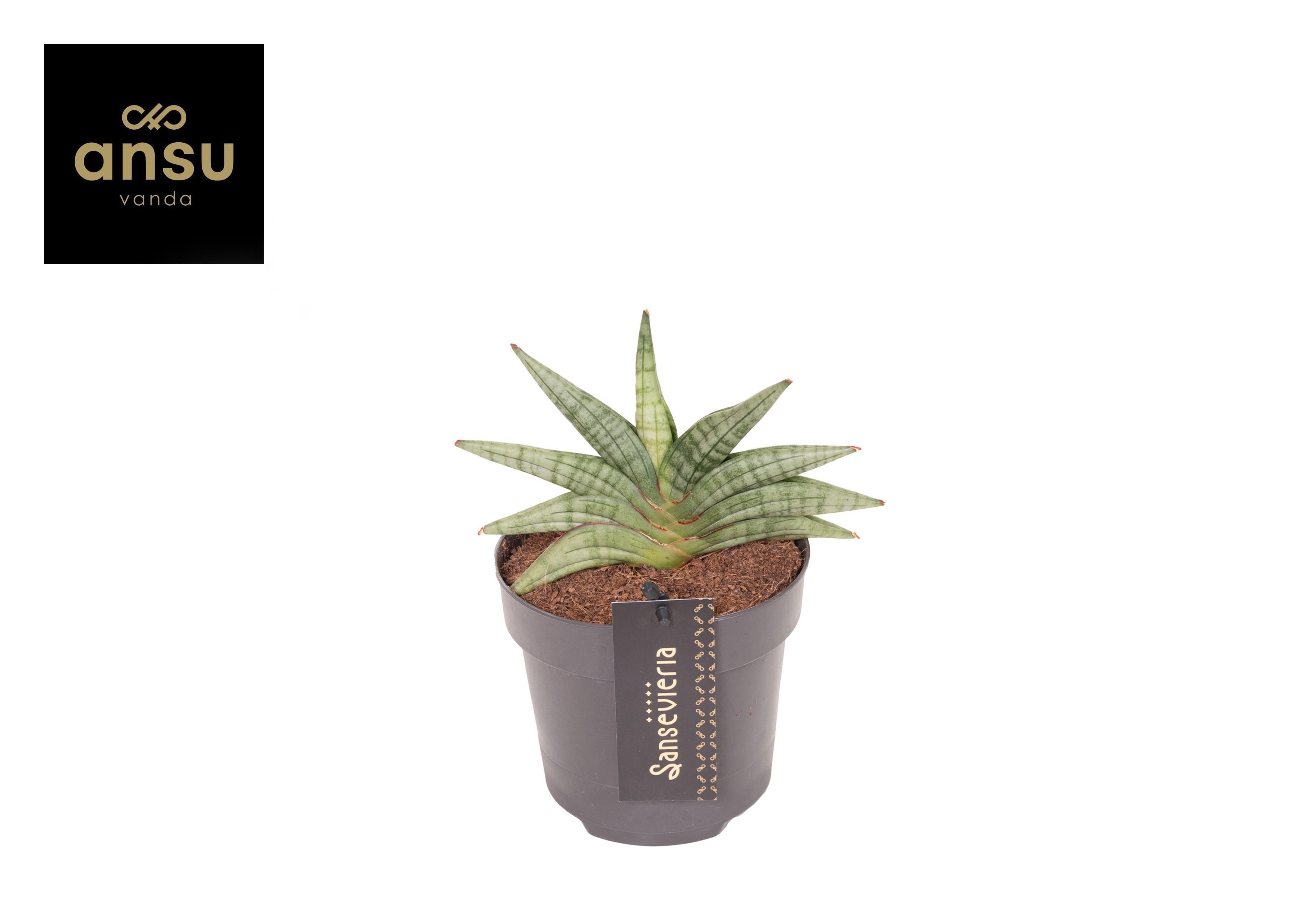 Горшечные цветы и растения оптом Sansevieria Inti Mini No. 1 от 6шт из Голландии с доставкой по России