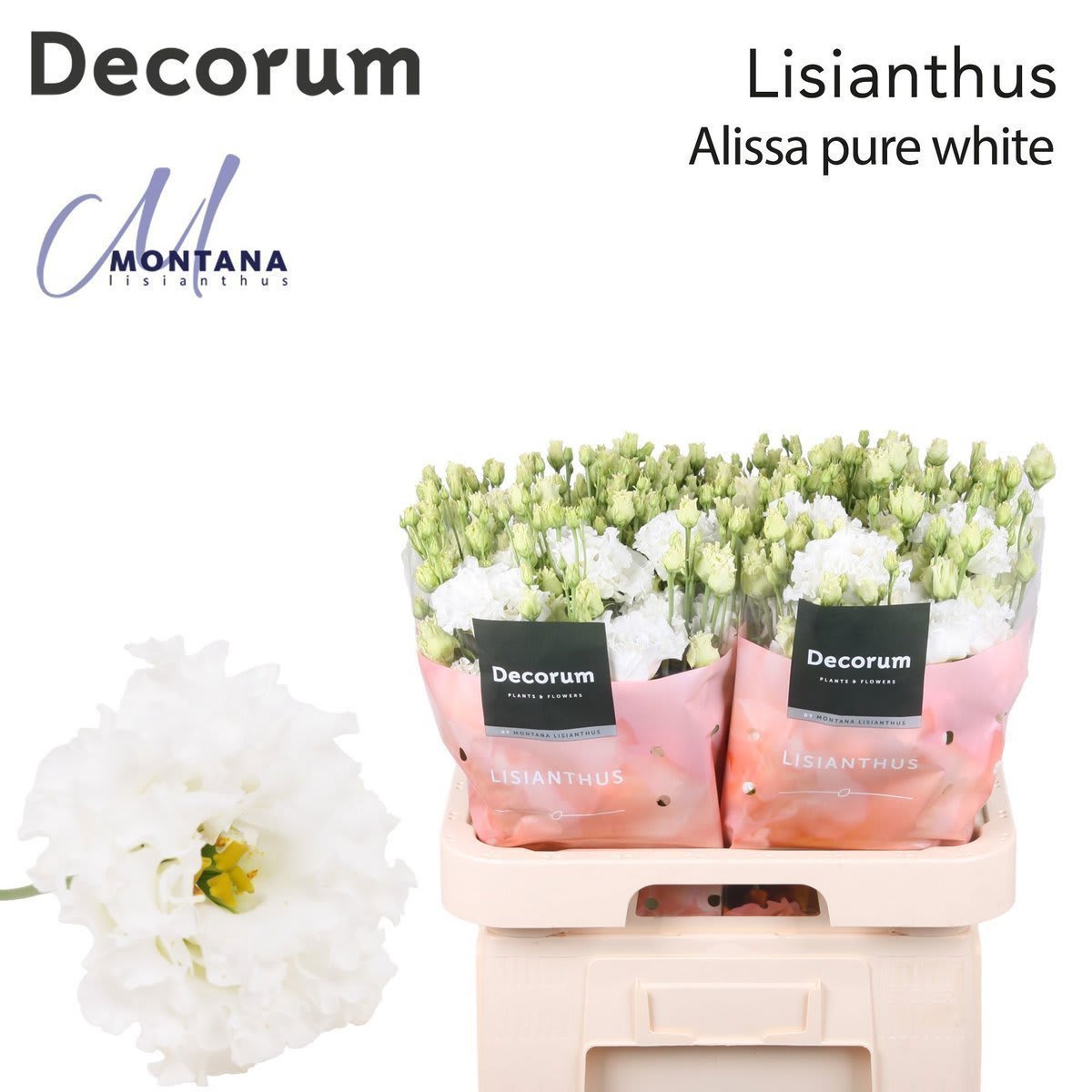Срезанные цветы оптом Lisianthus do alissa pure white от 40шт.... из Голландии с доставкой по России