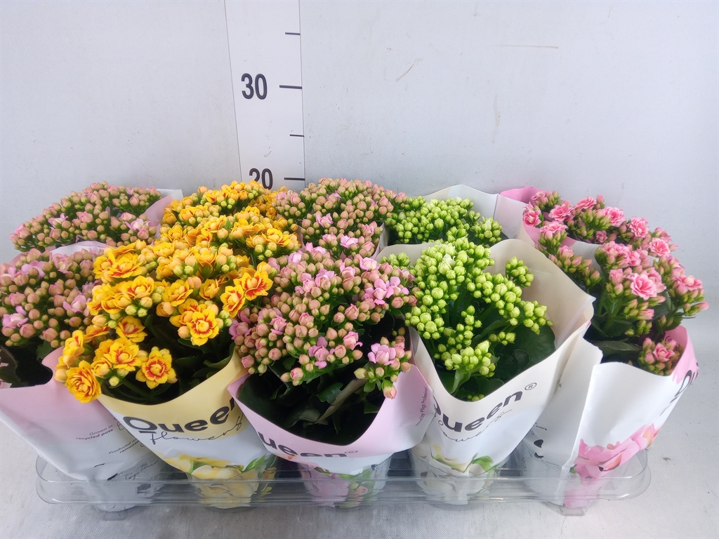 Горшечные цветы и растения оптом Kalanchoe Blos.   ..rosebud Mix Gr от 10шт из Голландии с доставкой по России