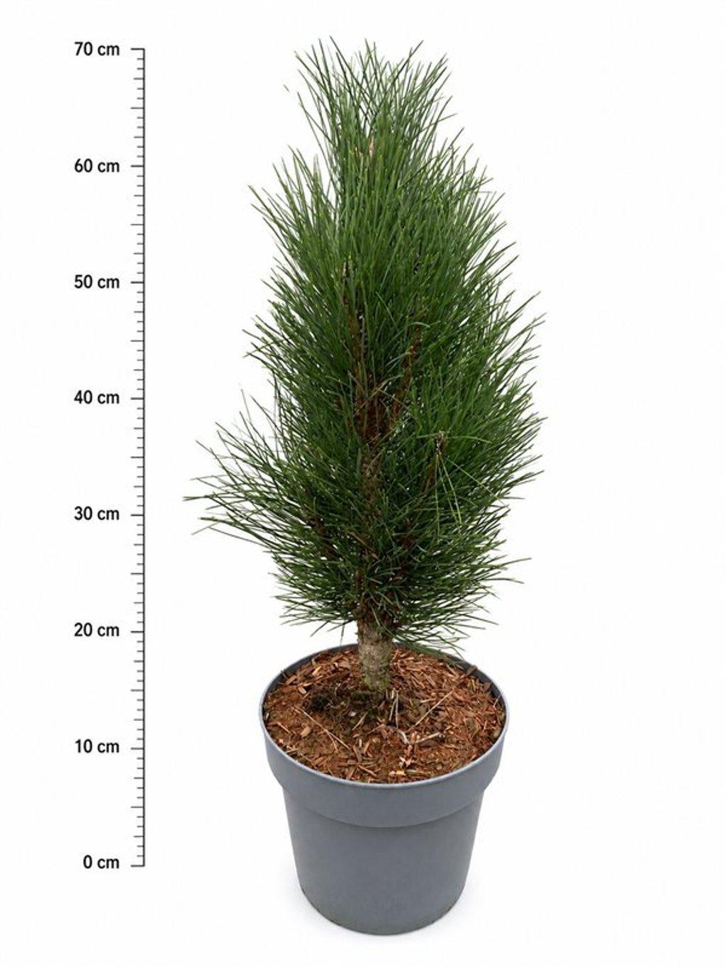 Горшечные цветы и растения оптом Pinus Nigra Green Tower от 1шт из Голландии с доставкой по России