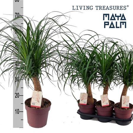 Горшечные цветы и растения оптом Beaucarnea Recur Maya Palm от 3шт из Голландии с доставкой по России