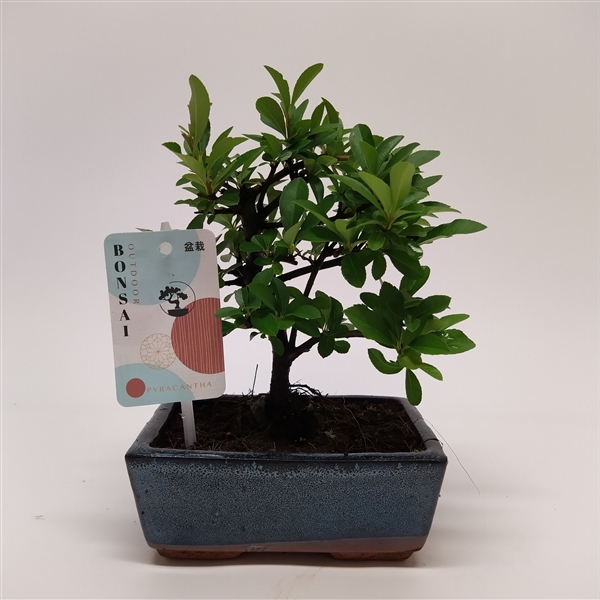 Горшечные цветы и растения оптом Bonsai Pyracanthe от 10шт из Голландии с доставкой по России