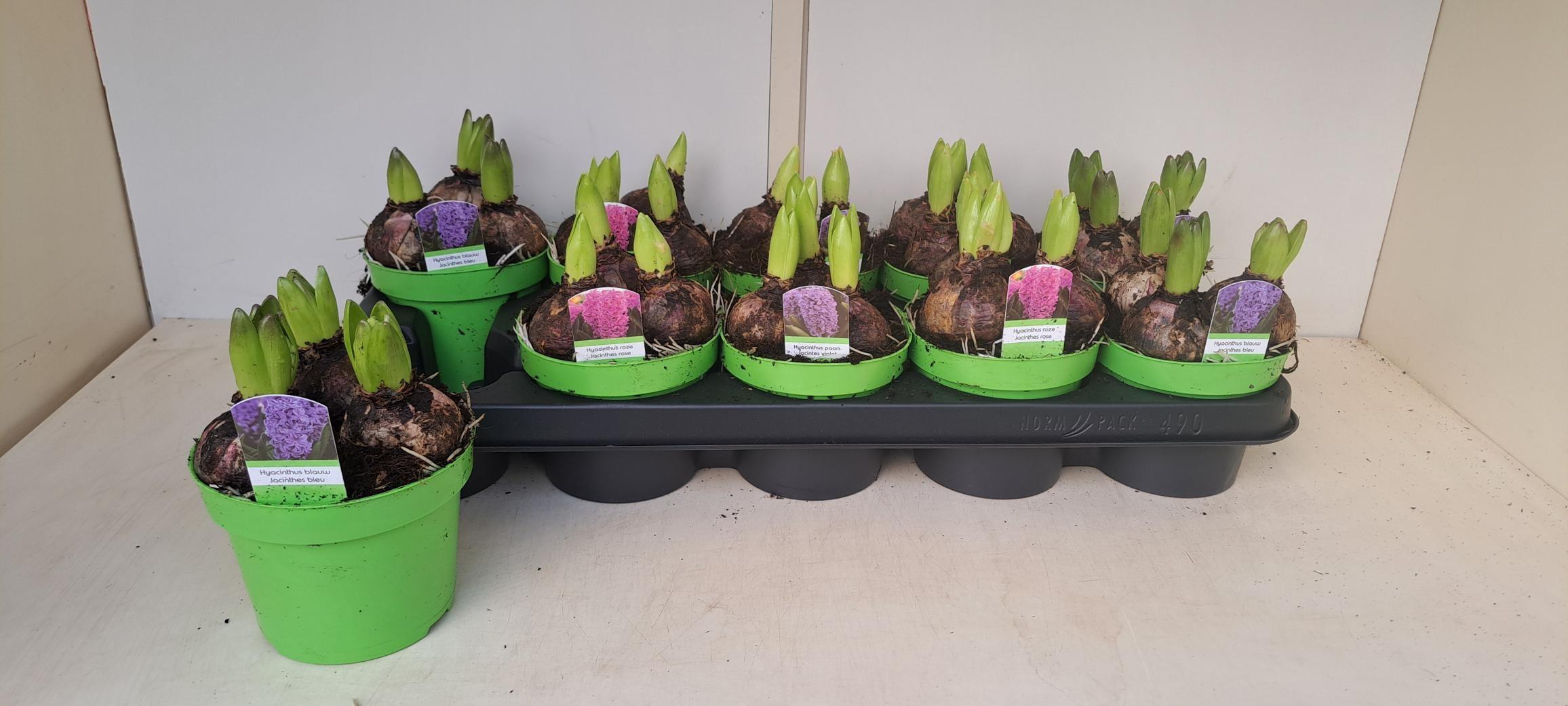 Горшечные цветы и растения оптом Hyacin Gem 3 Kl от 10шт из Голландии с доставкой по России