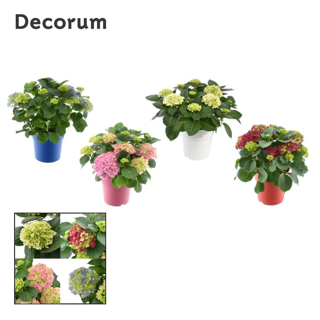 Горшечные цветы и растения оптом Hydrangea Ma Mix 7+ Ton Sur Ton (decorum) от 1шт из Голландии с доставкой по России
