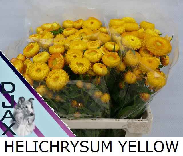 Срезанные цветы оптом Helichrysum yellow от 60шт из Голландии с доставкой по России
