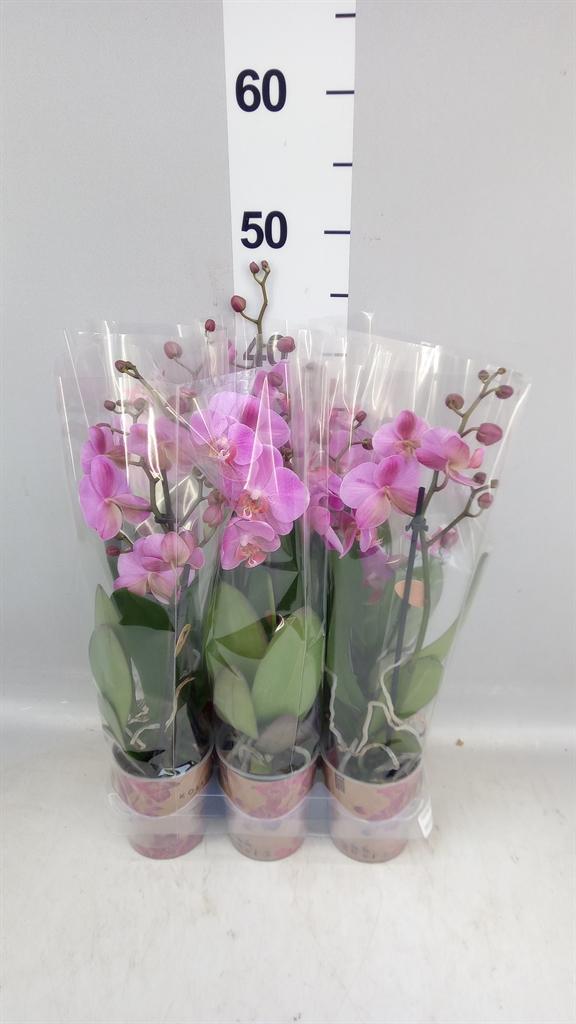 Горшечные цветы и растения оптом Phalaenopsis ant Fredrikstad от 6шт (для телеги) из Голландии с доставкой по России