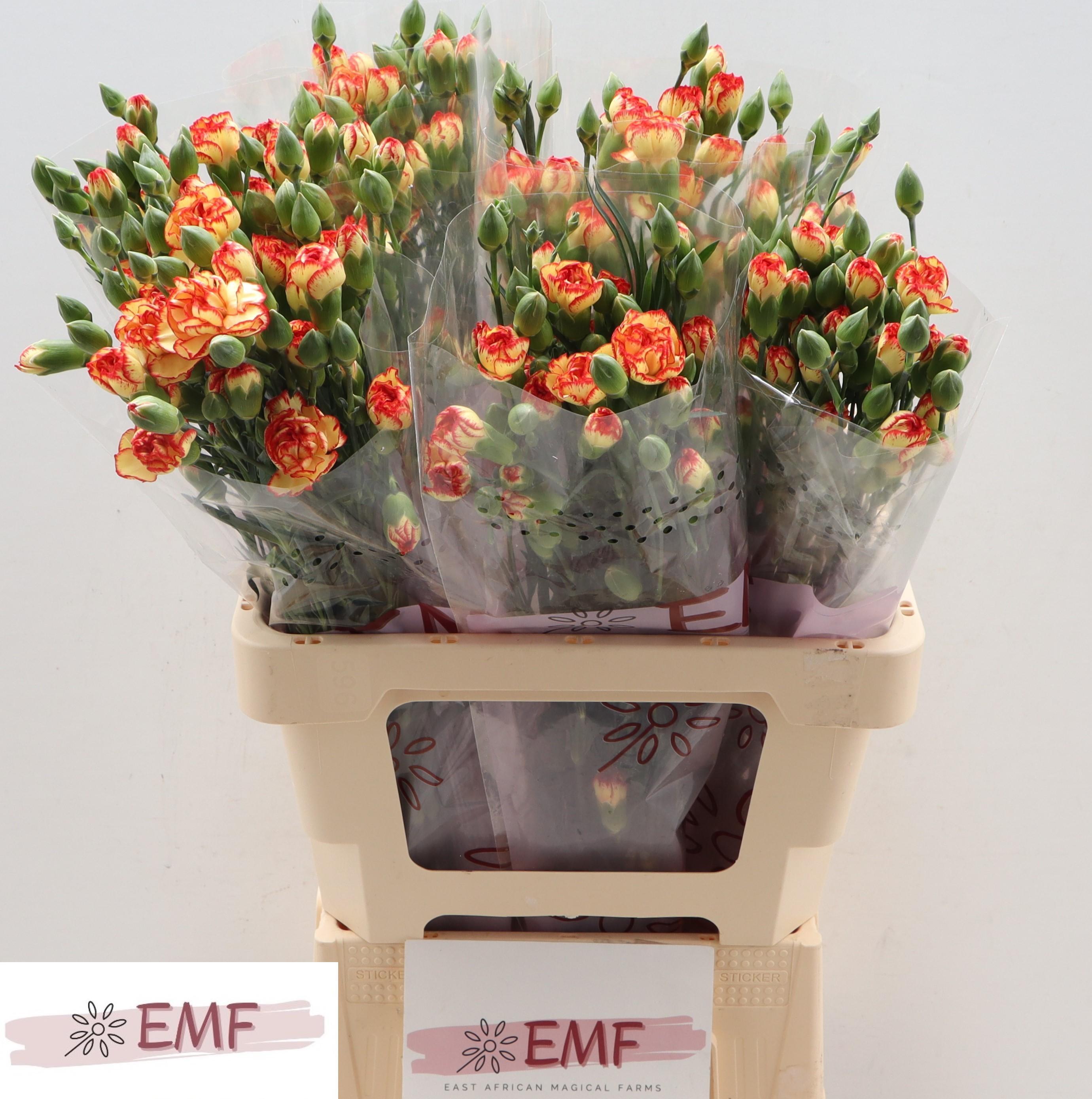 Срезанные цветы оптом Dianthus sp boogie от 60шт из Голландии с доставкой по России
