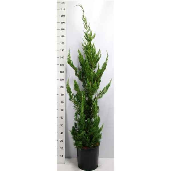 Горшечные цветы и растения оптом Juniperus Chin Kaizuka от 1шт из Голландии с доставкой по России