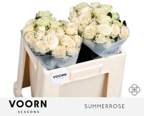 Срезанные цветы оптом Rosa sp summerrose от 30шт из Голландии с доставкой по России