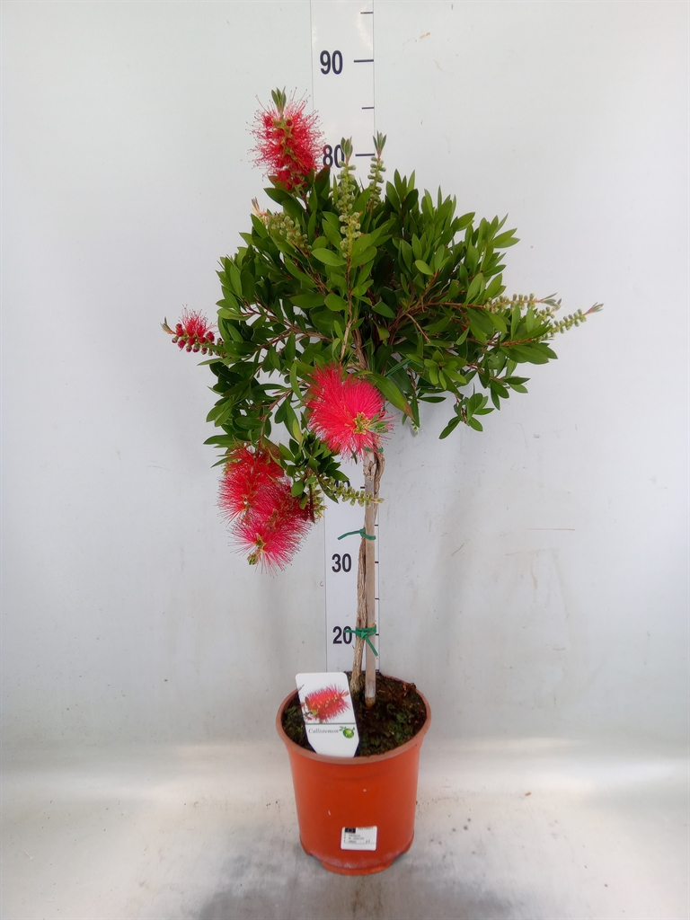 Горшечные цветы и растения оптом Callistemon On Stem от 1шт из Голландии с доставкой по России