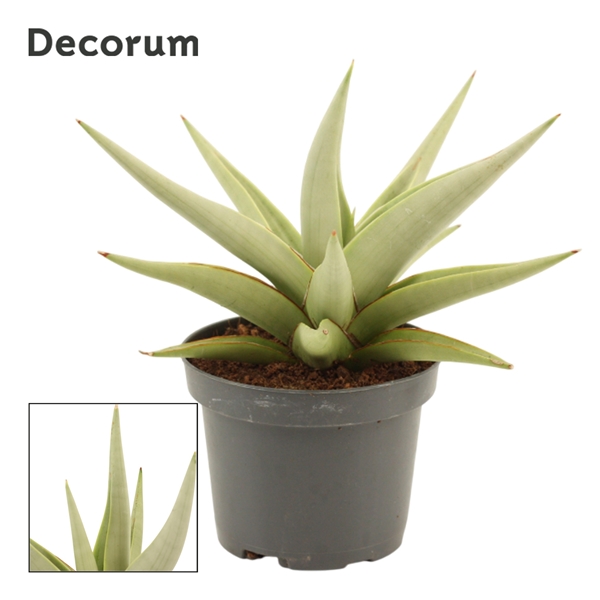 Горшечные цветы и растения оптом Sansevieria Chanin Crown (decorum) от 6шт (для телеги) из Голландии с доставкой по России