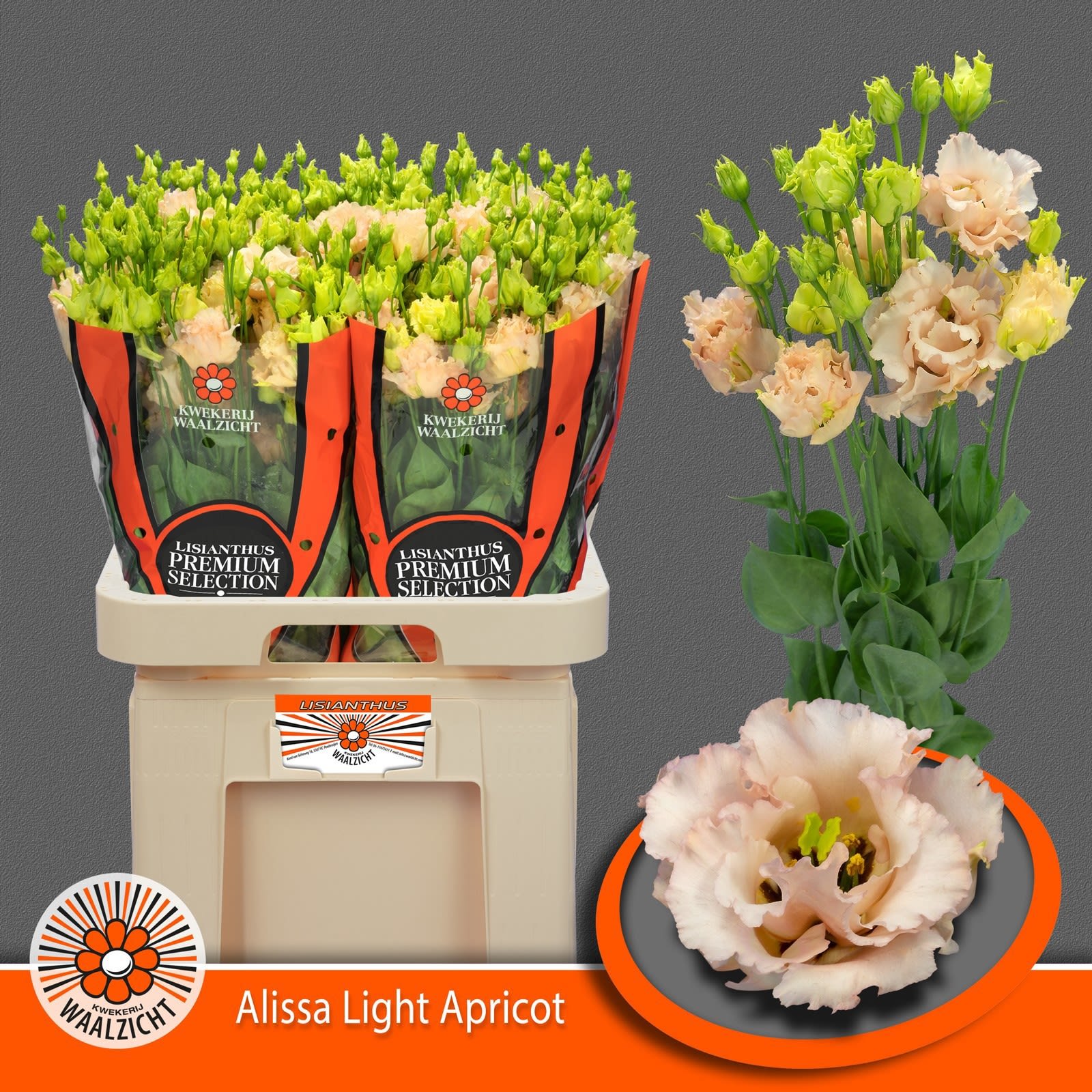Срезанные цветы оптом Lisianthus do alissa light apricot от 40шт из Голландии с доставкой по России