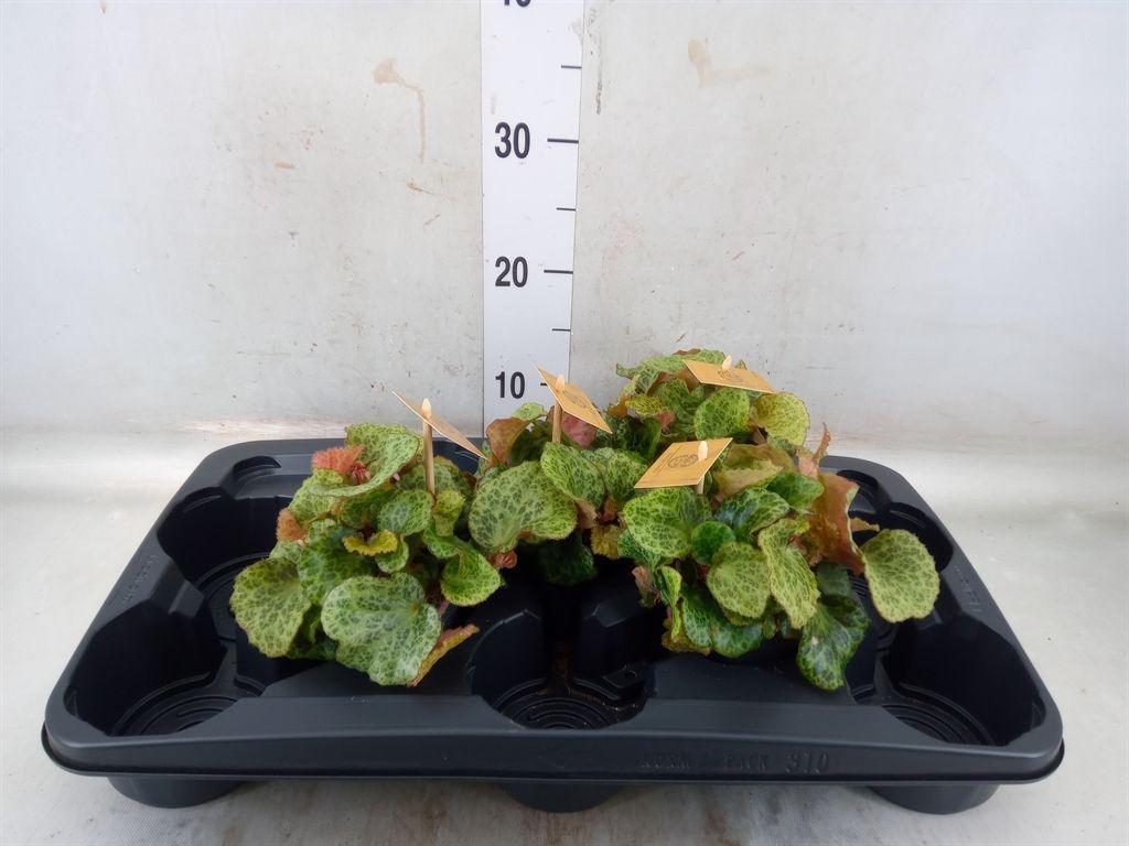 Горшечные цветы и растения оптом Begonia Bd   ... от 4шт (для телеги) из Голландии с доставкой по России