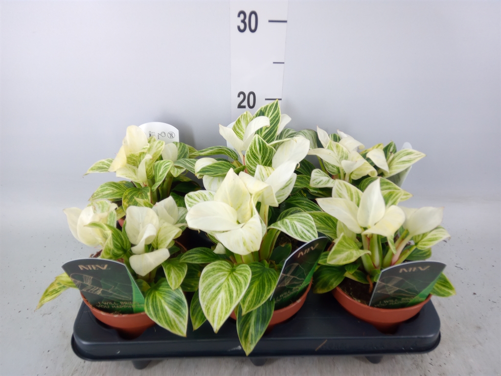 Горшечные цветы и растения оптом Philodendron Black Cardinal от 6шт' из Голландии с доставкой по России