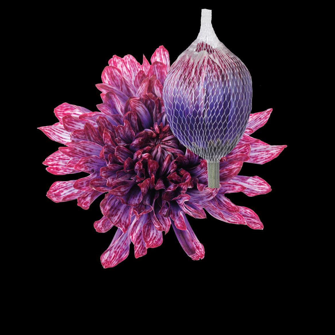 Срезанные цветы оптом Chrys bl paint antonov passion от 40шт из Голландии с доставкой по России