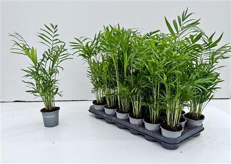 Горшечные цветы и растения оптом Chamaed Elegans 10pp Dikte1. 40cm. от 18шт (для телеги) из Голландии с доставкой по России
