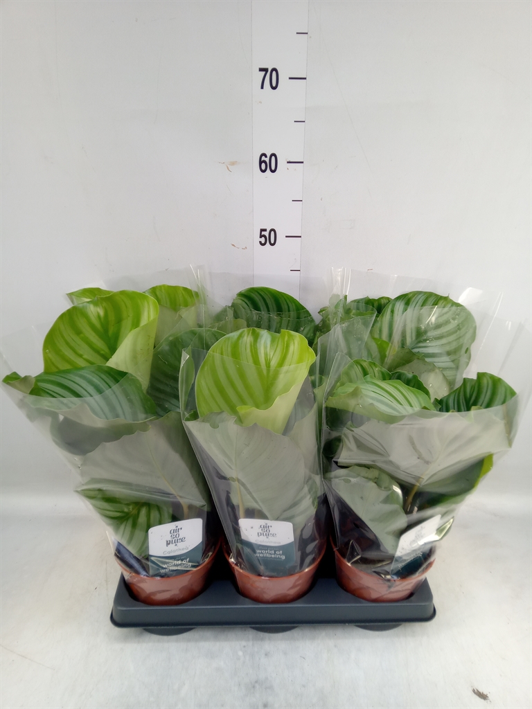 Горшечные цветы и растения оптом Calathea Orbifolia от 6шт из Голландии с доставкой по России