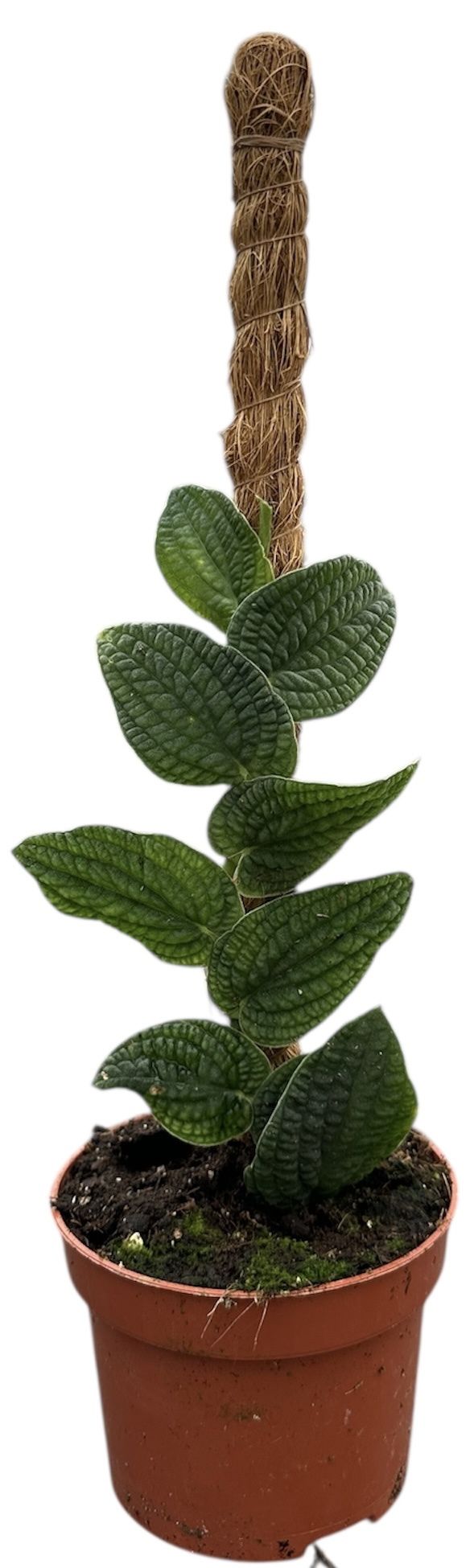 Горшечные цветы и растения оптом Rhaphidophora Tenuis Silver от 1шт из Голландии с доставкой по России