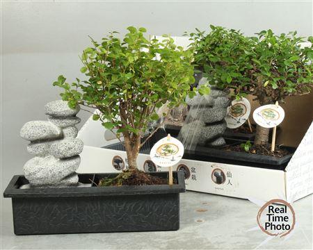 Горшечные цветы и растения оптом Bonsai Gem Easy Care In 29cm Waterfall от 3шт из Голландии с доставкой по России