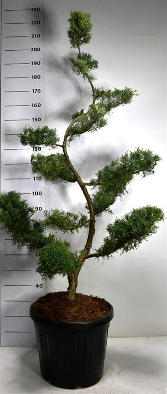 Горшечные цветы и растения оптом Juniperus Pfitz Glauca от 1шт из Голландии с доставкой по России