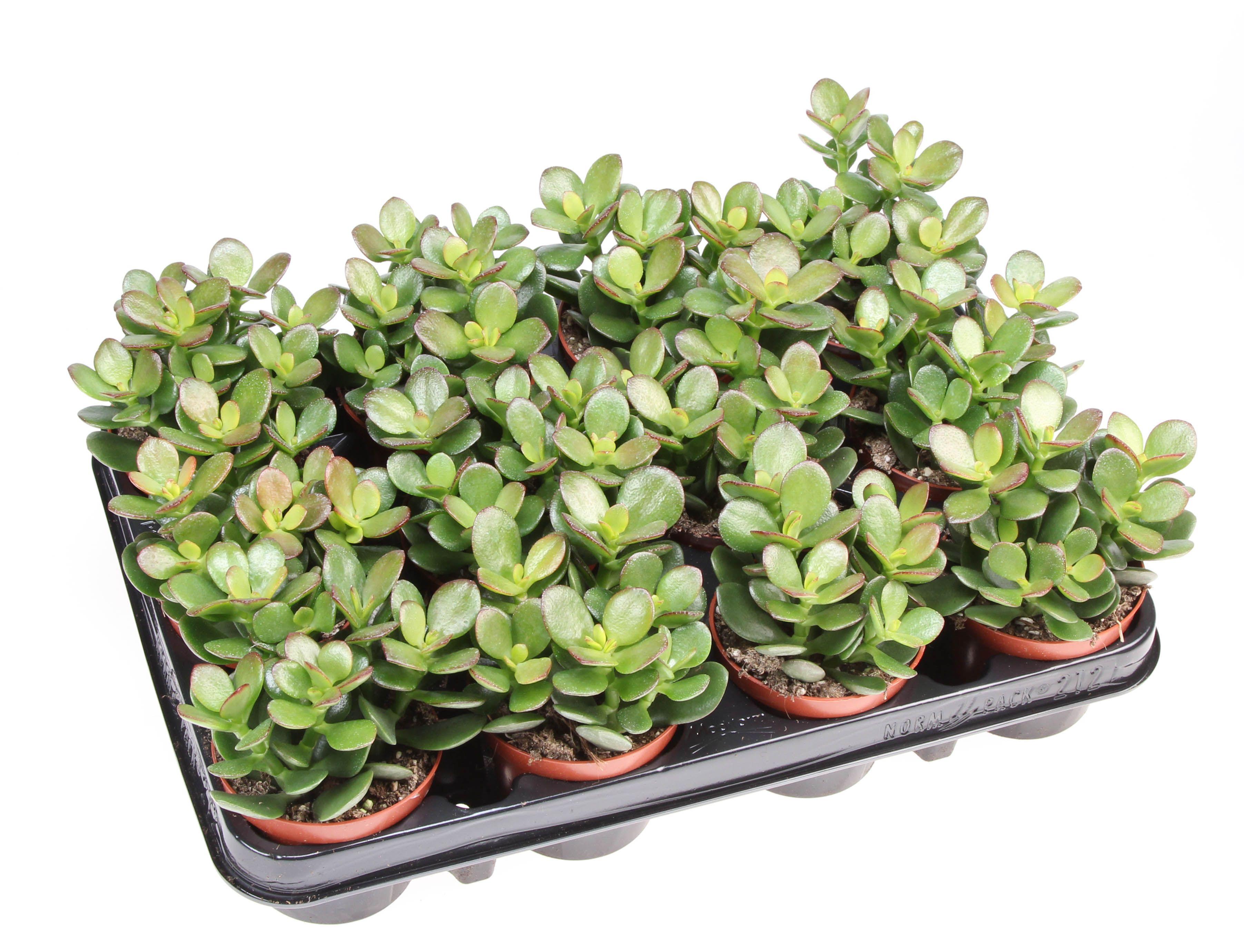 Горшечные цветы и растения оптом Crassula Ovata Minor от 12шт (для телеги) из Голландии с доставкой по России