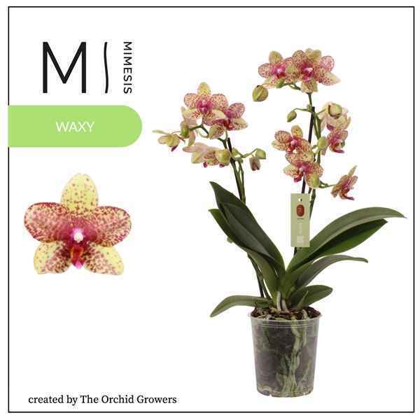 Горшечные цветы и растения оптом Phal 2-3st Multi Mix (orchid Growers) от 10шт из Голландии с доставкой по России