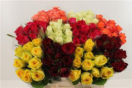 Срезанные цветы оптом Bouquet rosa x10 mix in bucket от 10шт из Голландии с доставкой по России