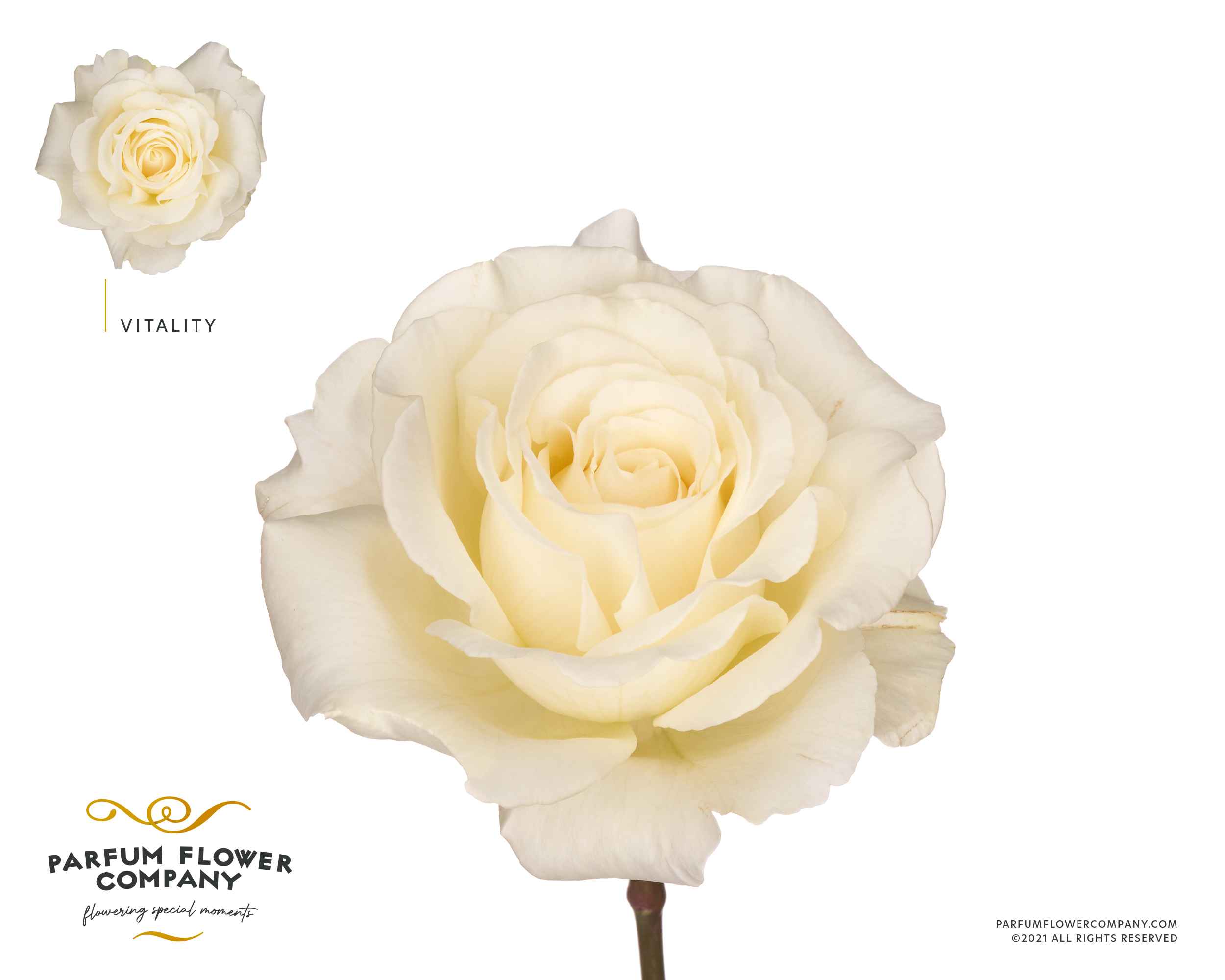 Срезанные цветы оптом Rosa la garden vitality (scented) от 12шт из Голландии с доставкой по России