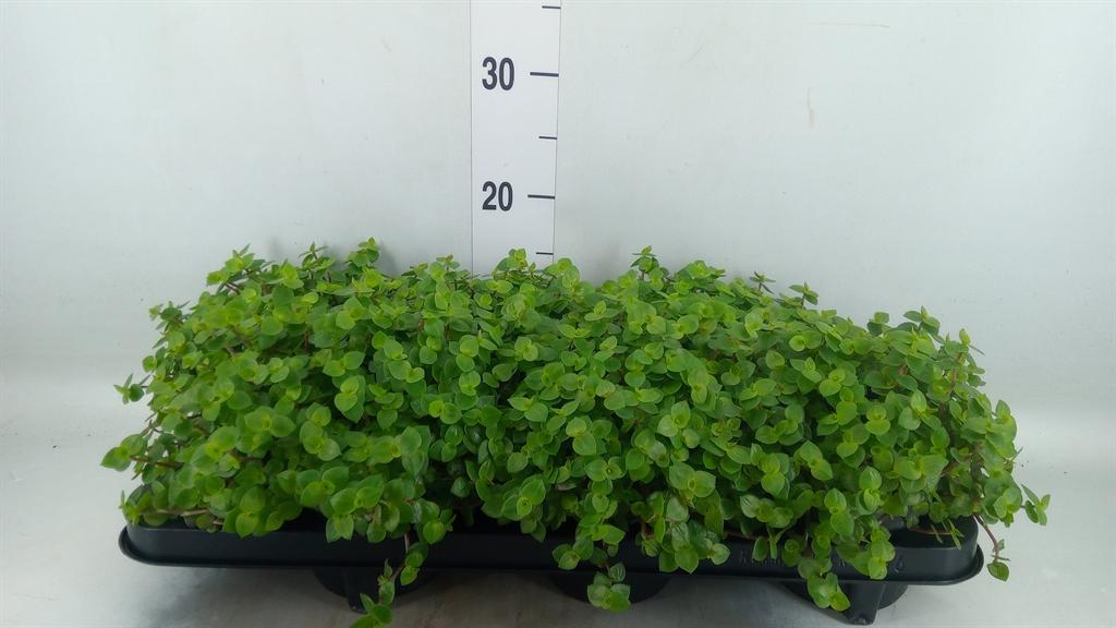 Горшечные цветы и растения оптом Callisia Repens от 6шт из Голландии с доставкой по России