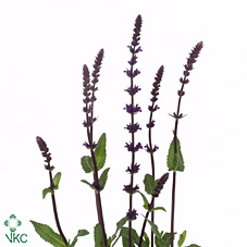 Срезанные цветы оптом Salvia caradonna от 100шт из Голландии с доставкой по России