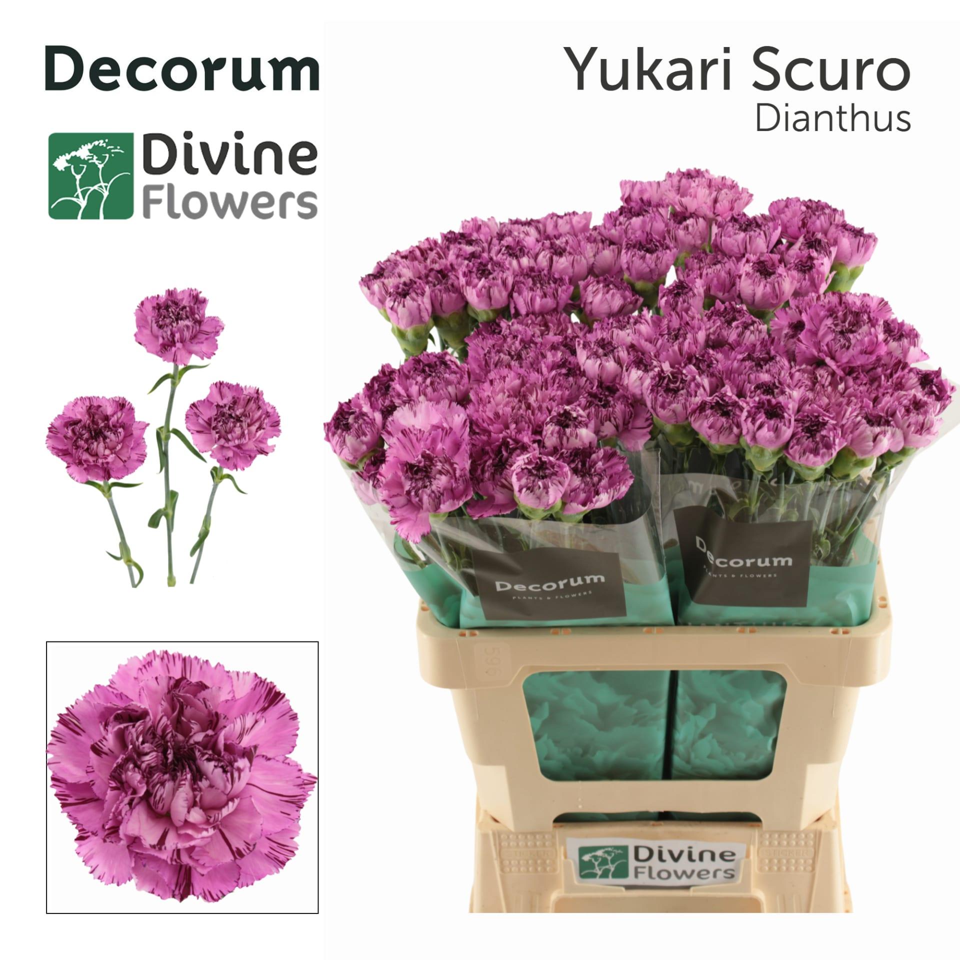 Срезанные цветы оптом Dianthus st yukari scuro от 80шт из Голландии с доставкой по России