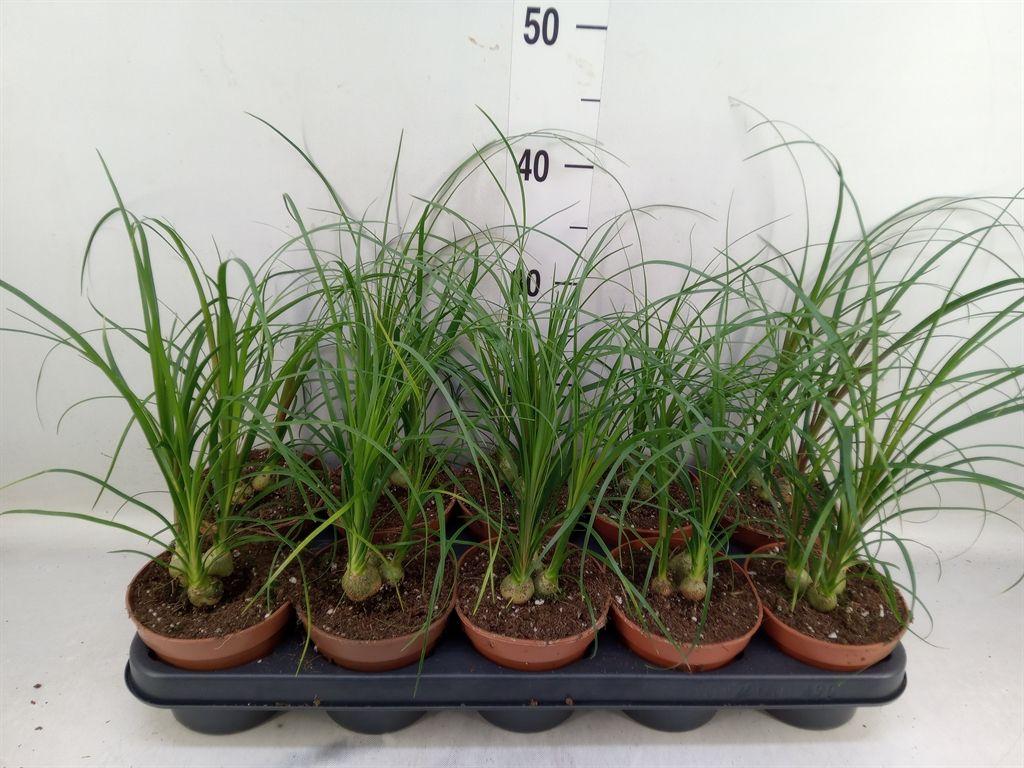 Горшечные цветы и растения оптом Nolina Recurvata   ... от 10шт из Голландии с доставкой по России