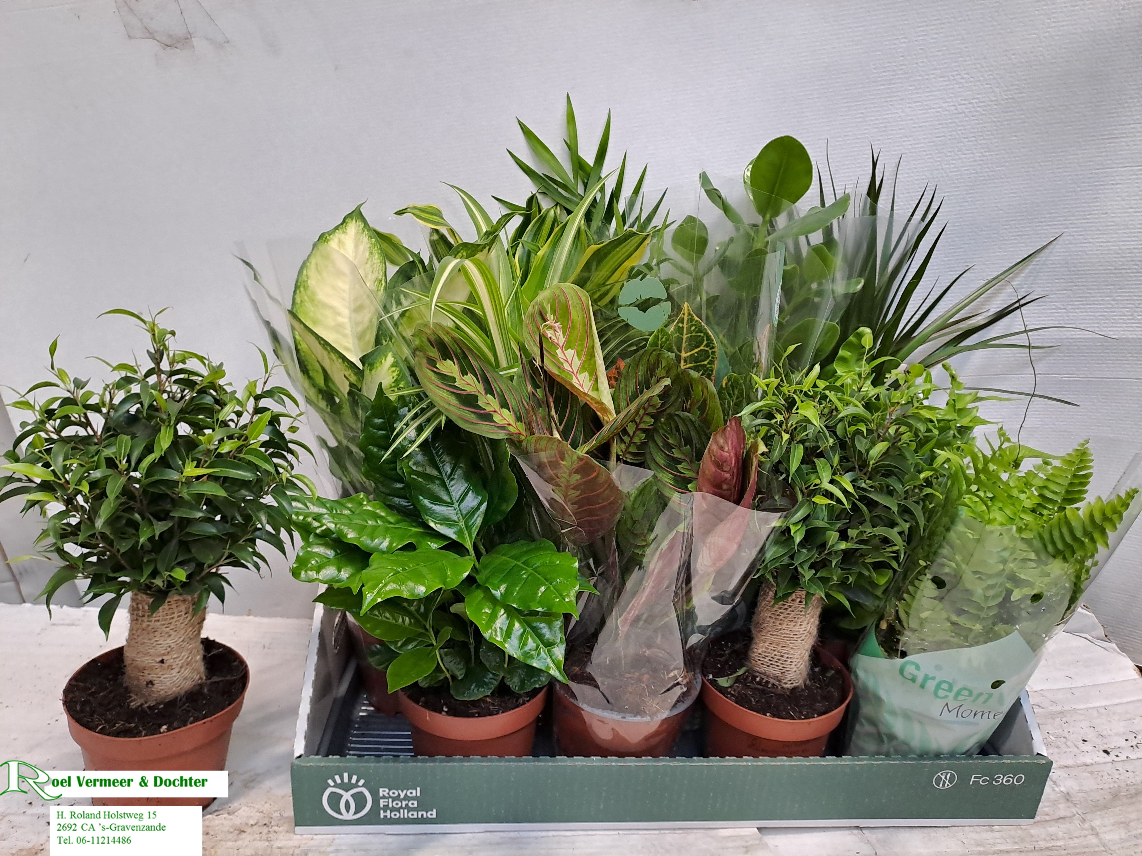 Горшечные цветы и растения оптом Kamerpl Gem Ov от 12шт из Голландии с доставкой по России