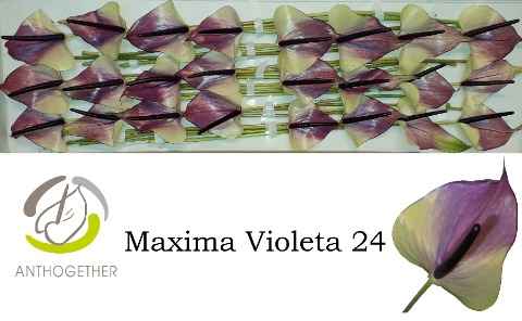 Срезанные цветы оптом Anthurium maxima violeta от 24шт из Голландии с доставкой по России