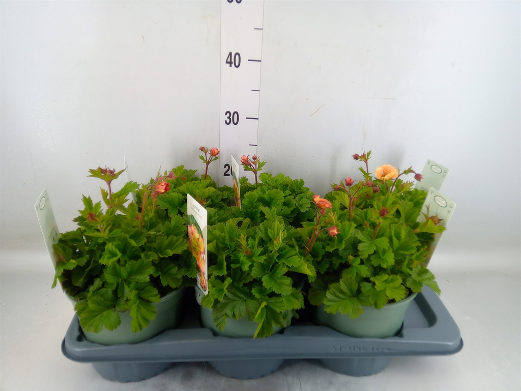 Горшечные цветы и растения оптом Geum Rivale от 6шт из Голландии с доставкой по России