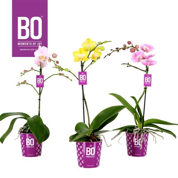 Горшечные цветы и растения оптом Phal 1st Coloursbo Mix от 12шт из Голландии с доставкой по России