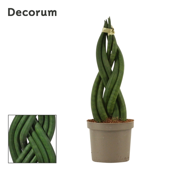 Горшечные цветы и растения оптом Sansevieria Cylindrica Braid (decorum) от 18шт (для телеги) из Голландии с доставкой по России