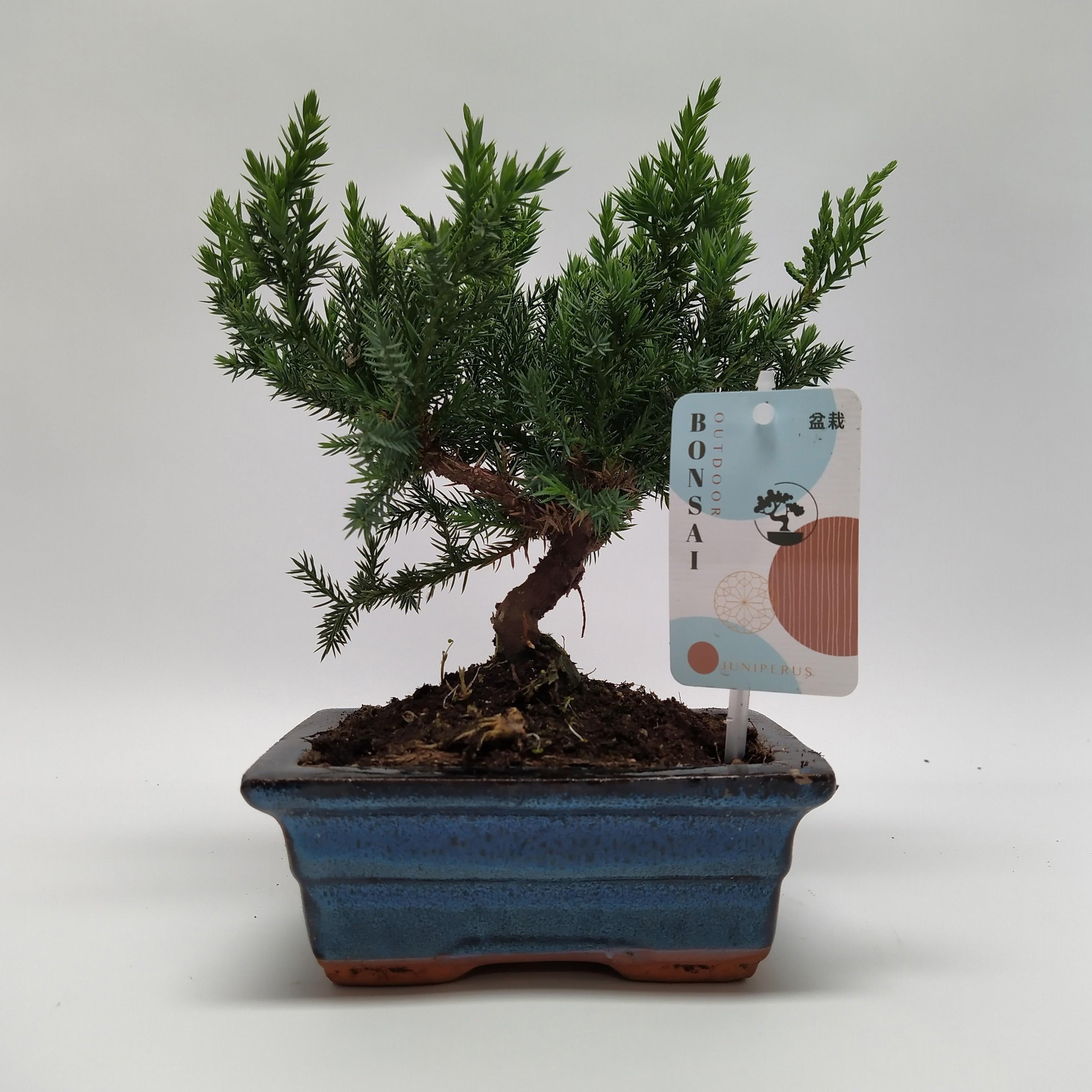 Горшечные цветы и растения оптом Bonsai Juniperus Bonsai Traditional от 6шт из Голландии с доставкой по России