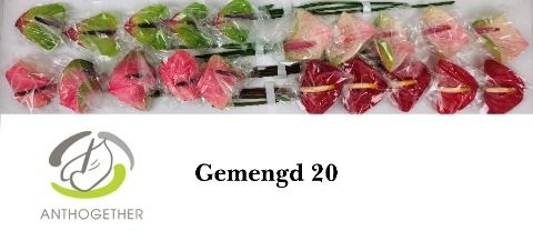 Срезанные цветы оптом Anthurium mix love от 20шт из Голландии с доставкой по России