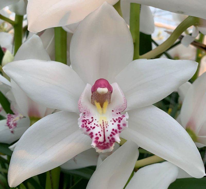 Срезанные цветы оптом Cymbidium white queen sophie от 2шт из Голландии с доставкой по России