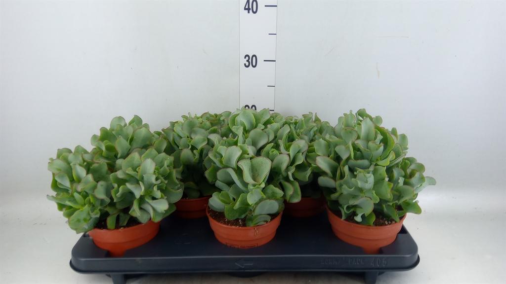 Горшечные цветы и растения оптом Crassula Arborescens от 5шт из Голландии с доставкой по России