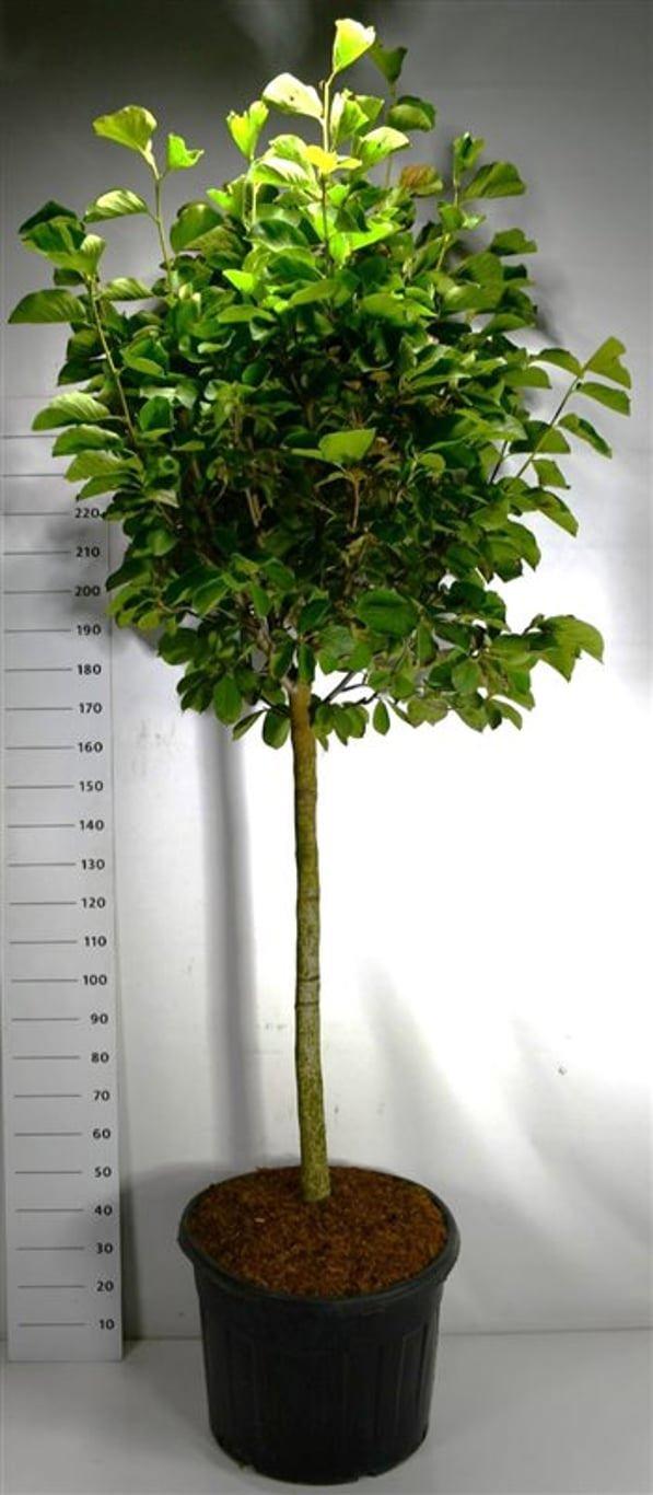 Горшечные цветы и растения оптом Magnolia Dendata yulan от 1шт из Голландии с доставкой по России