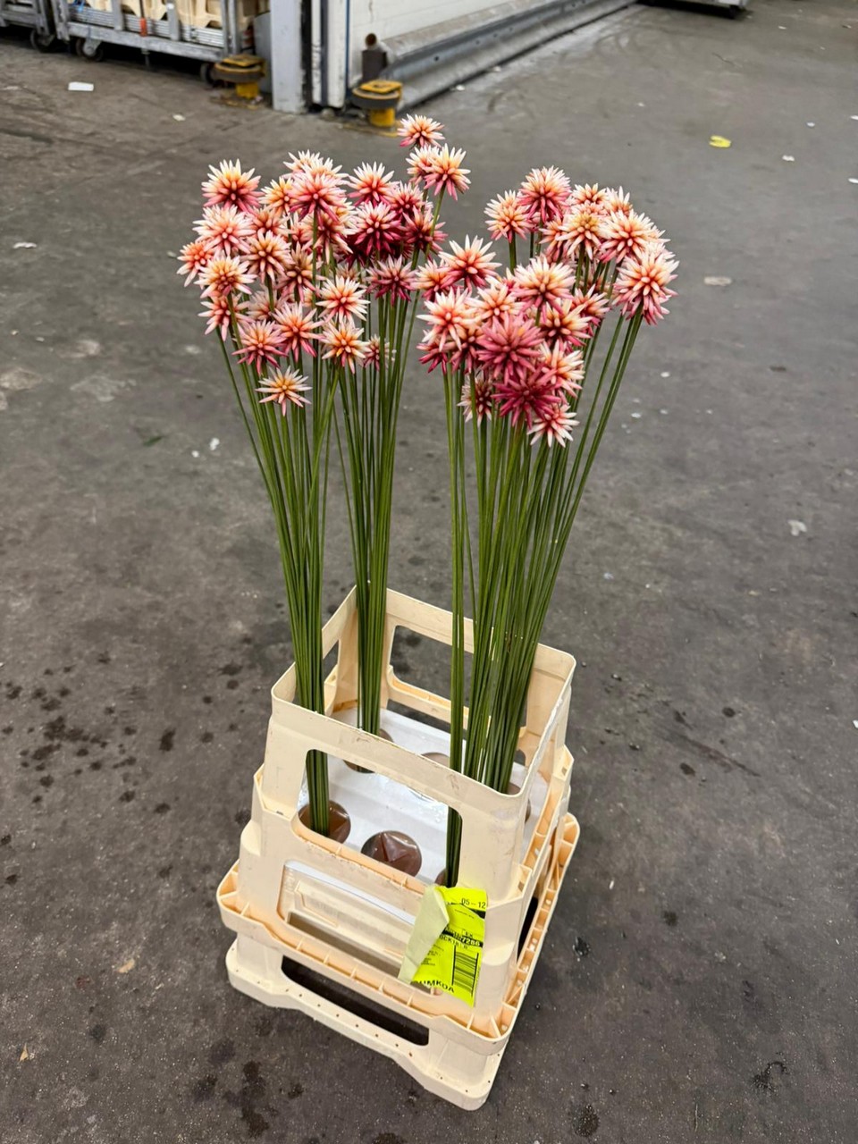 Срезанные цветы оптом Inirida summer от 100шт из Голландии с доставкой по России