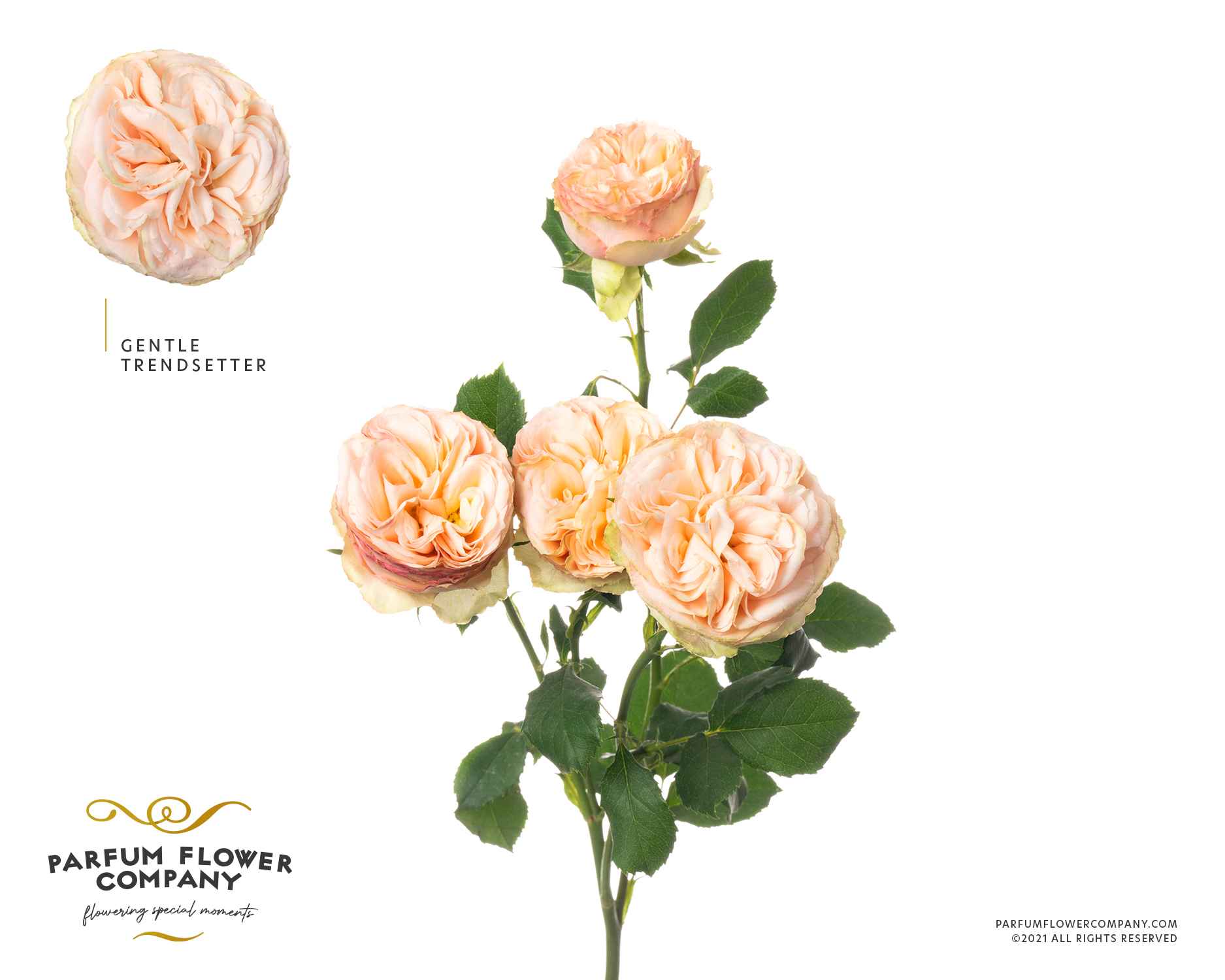 Срезанные цветы оптом Rosa sp gentle trendsetter от 12шт из Голландии с доставкой по России