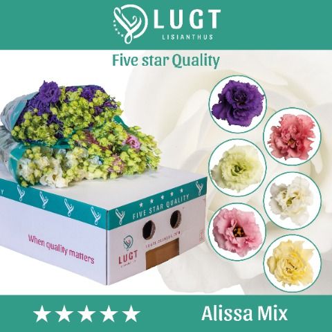 Срезанные цветы оптом Lisianthus do alissa mix in bucket от 60шт. из Голландии с доставкой по России