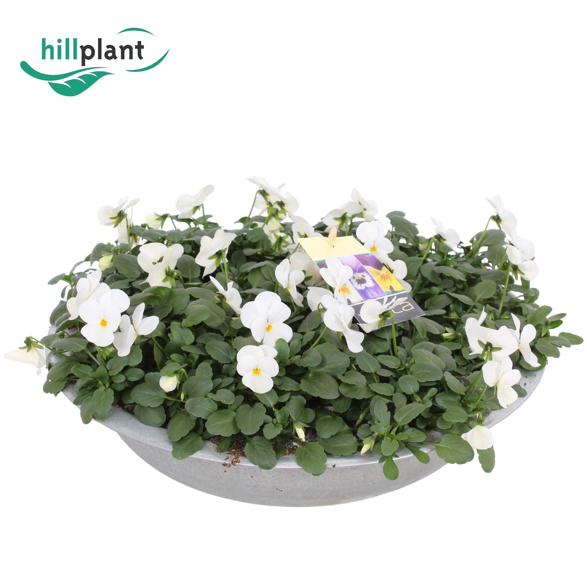 Горшечные цветы и растения оптом Viola Cornuta White Zinken Schaal 36cm от 1шт (для телеги) из Голландии с доставкой по России
